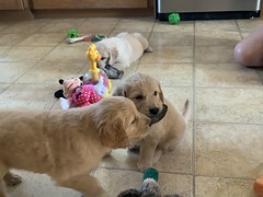 Playing with bird wingsu2026we are golden retrievers you know.