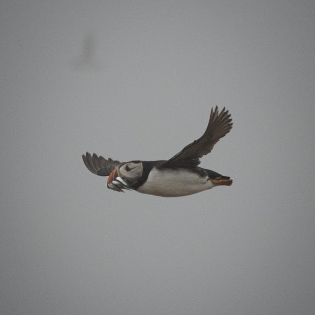Puffins in the mist