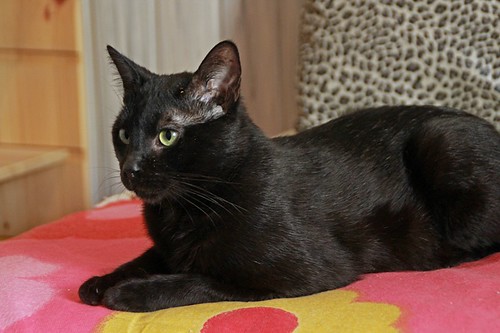 Black, gato pantera ojos verdes mimosón y esterilizado, nacido en Junio´21, en adopción. Valencia. ADOPTADO. 52171850264_4d8723bb25