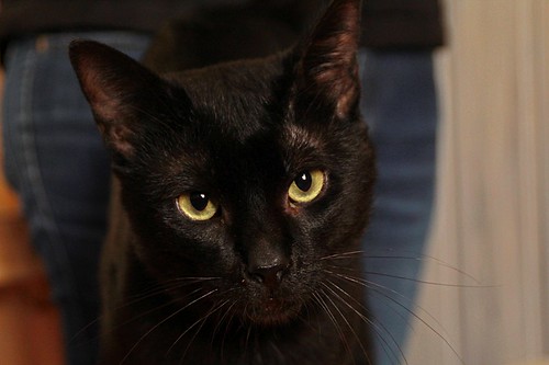 Black, gato pantera ojos verdes mimosón y esterilizado, nacido en Junio´21, en adopción. Valencia. ADOPTADO. 52171851119_d8b658e5c1