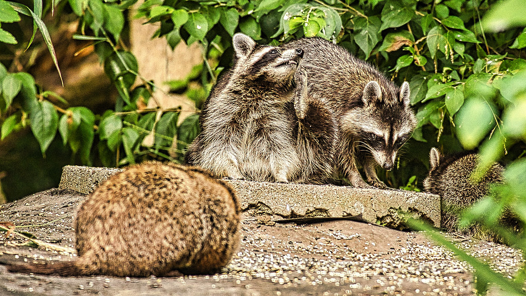 Raccoons | And a rear view of a Groundhog | Larry Miller | Flickr