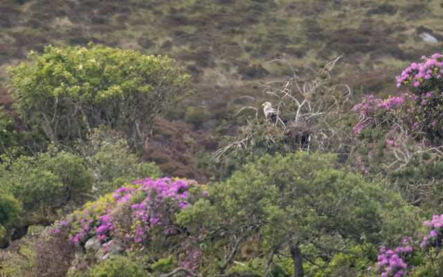 White-tailed eagle on nest (Loch Druidibeag, S Uist)
