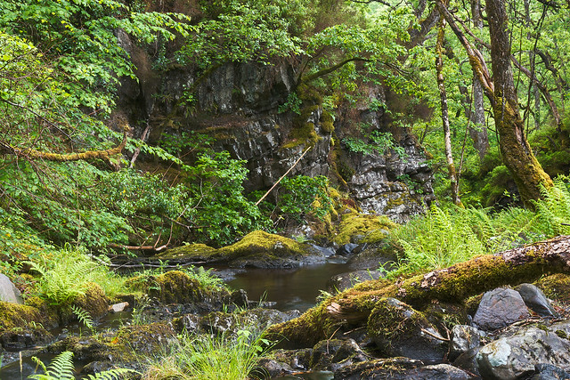 Stream leading through wooded gorge
