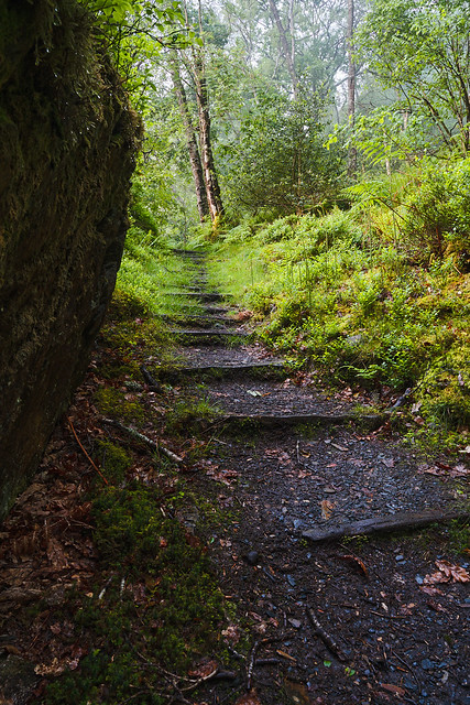 Footpath steps ascending into woodland