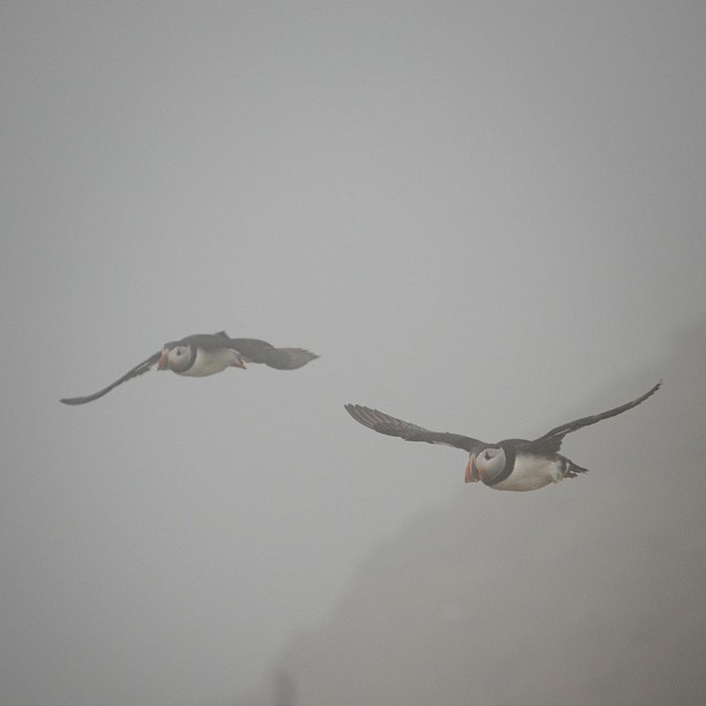 Puffins in the mist