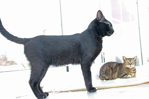 Black, gato pantera ojos verdes mimosón y esterilizado, nacido en Junio´21, en adopción. Valencia. ADOPTADO. 52172082435_6a819a69f3