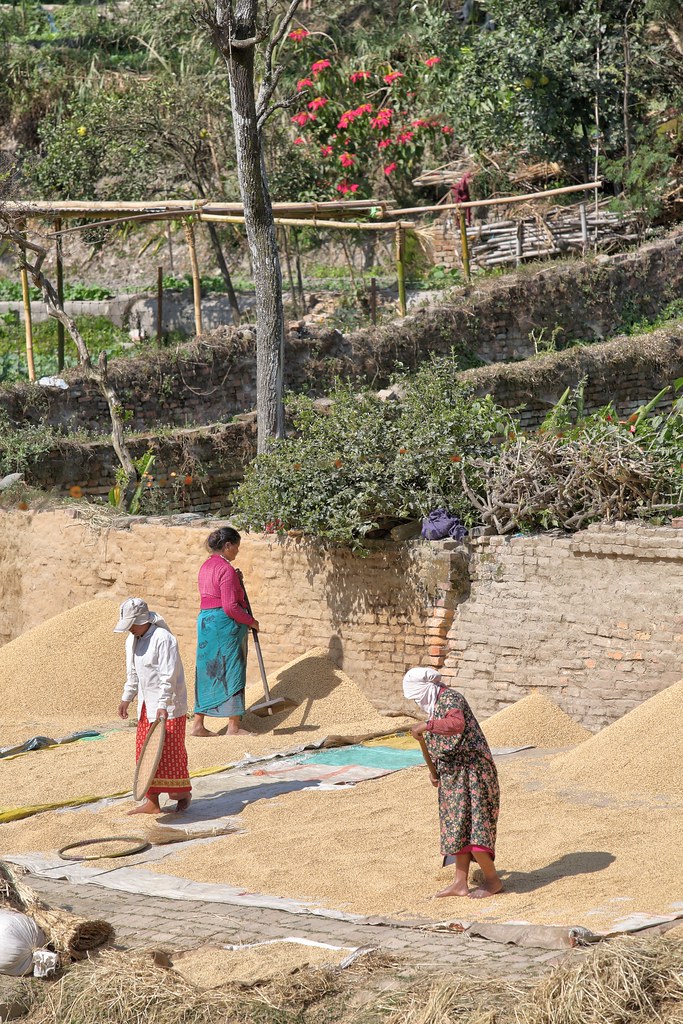 Reis dreschen in Bhaktapur 2010