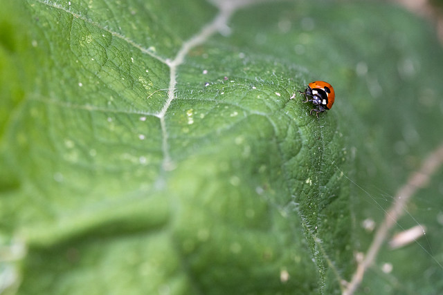 25.01 - ladybug #II (25/52 - gewollte unschärfe - perspektive im gras)