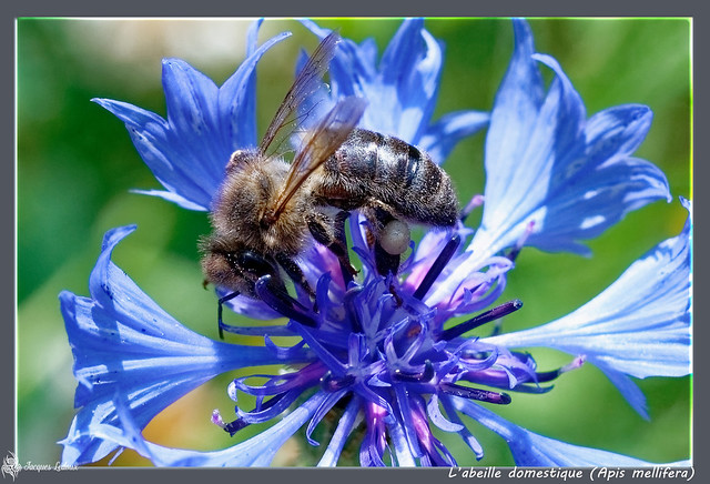 L’abeille domestique (Apis mellifera)_DxO