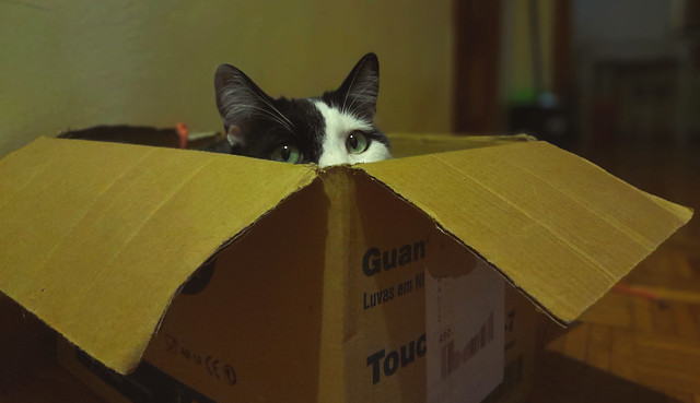 Cecilio box delivery