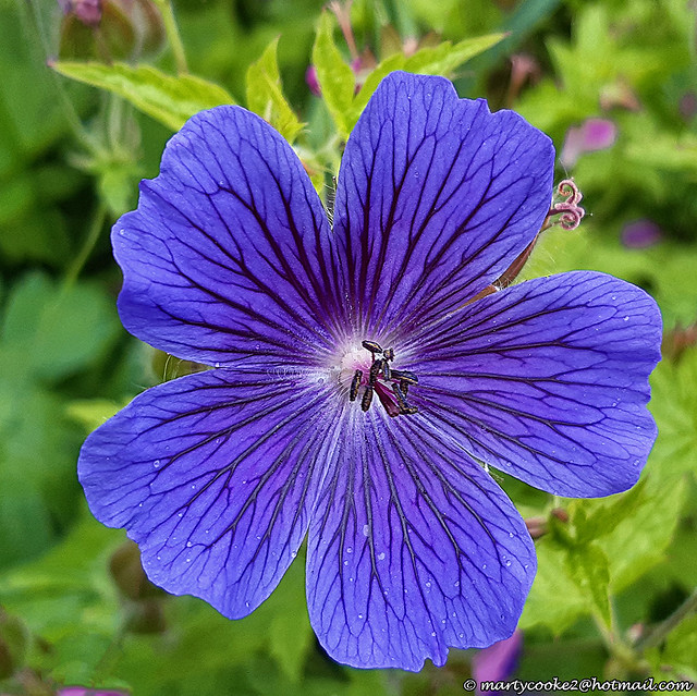 25/52 Blue Geranium Flower