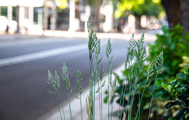 City Sidewalk Grass Stalks
