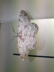 Schmetterling (unbestimmt) (Lepidoptera indet.) (1)