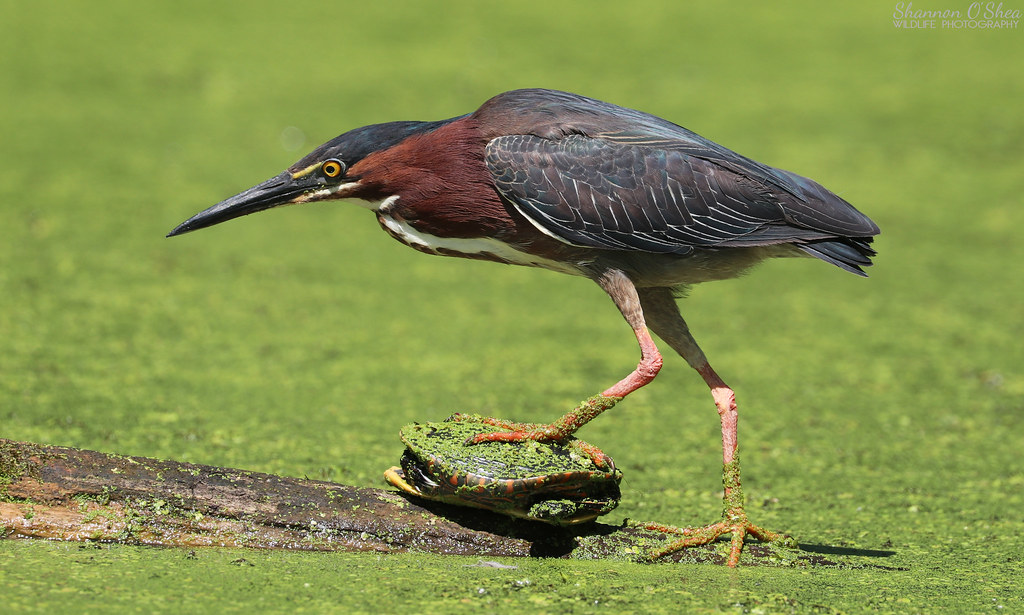 Green Heron and Painted Turtle