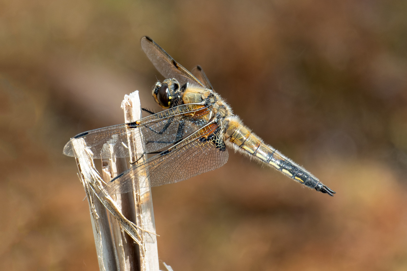 Four-spotted Chaser - Libellula quadrimaculata