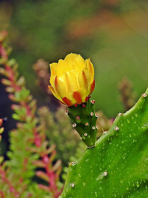 Cactus en flor_9448