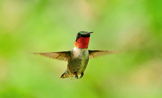Redthroat humming bird