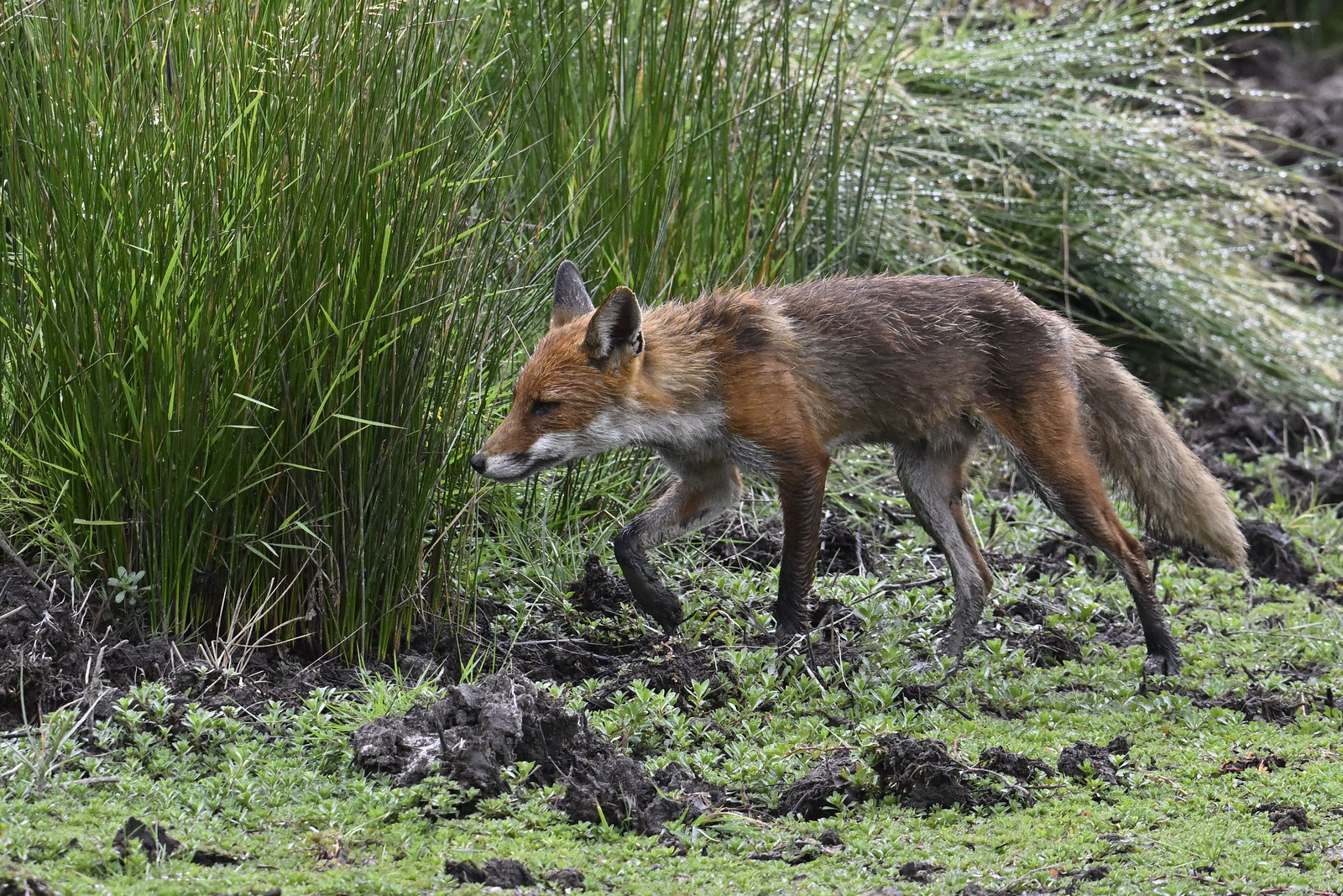 Rennard Roux Renard roux Vulpes vulpes | Flickr