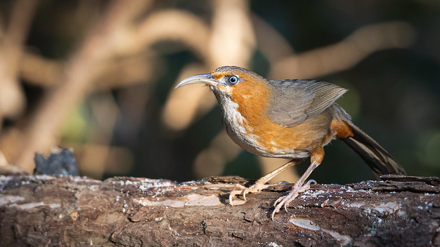 A Rusty Cheeked Scimitar Babbler out in the open