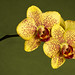 Orchid Edited