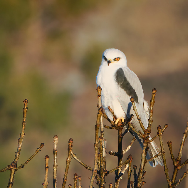 Perched: White-tailed Kite