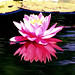 water_lily22
