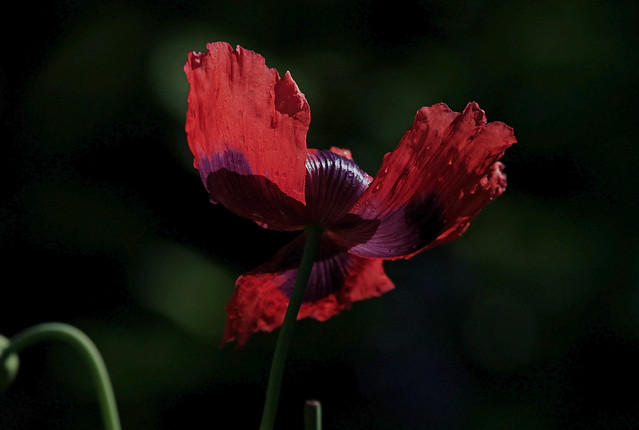 Common Poppy : Backlit abstraction . . .