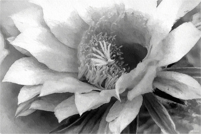 Cactus Flower - Paint