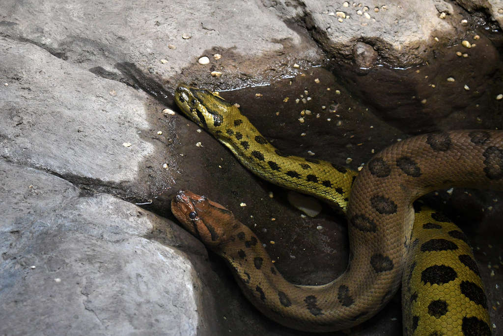 Green Anaconda (Philadelphia Zoo)