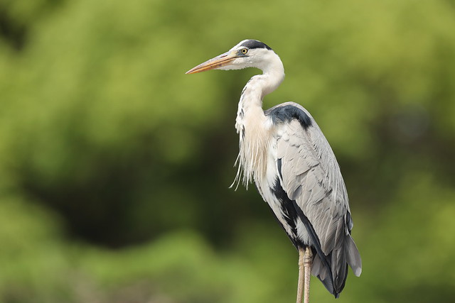 Grey heron