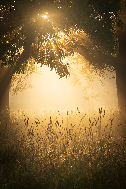The sun's rays shine through the leaves of a tree onto a mist-covered meadow