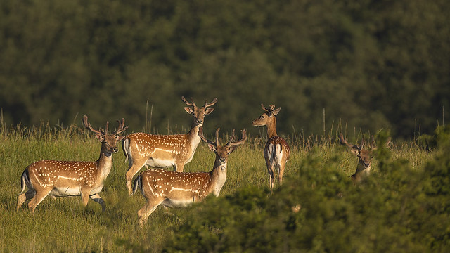 Herd of Fallow deer stags...