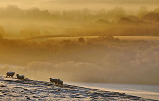 Misty Sheep On Frosty Hill
