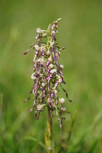 A North Foreland Lizard Orchid