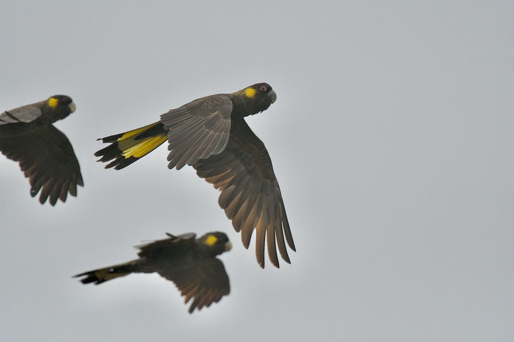 Yellow-tailed Black-Cockatoos