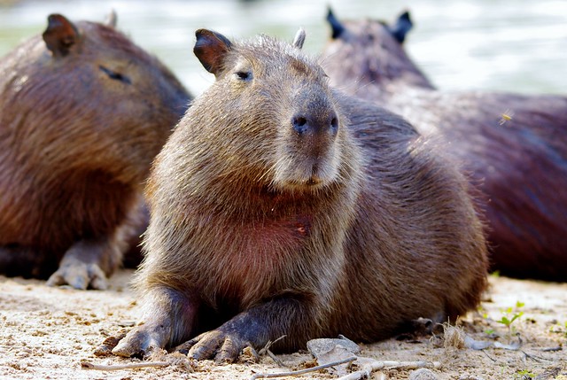 Capybara Portrait ( Hydrochaeris hydrochaeris )