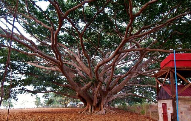 MYANMAR, Burma - in  Pindaya am Botoloke-See, old giant Banyan-tree, 78924/20824