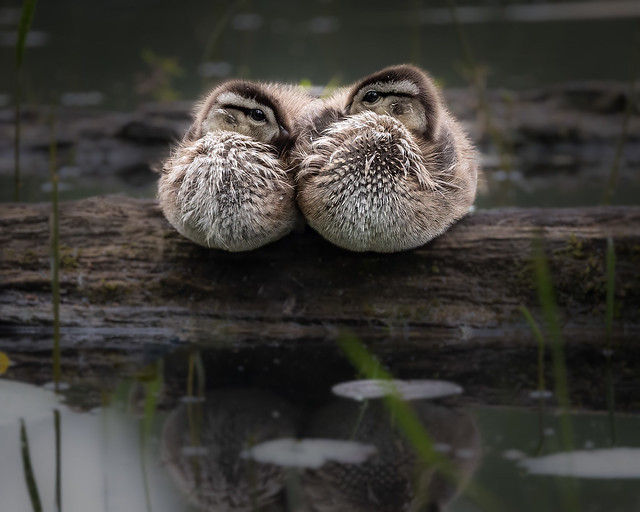 Pair of wood duck ducklings