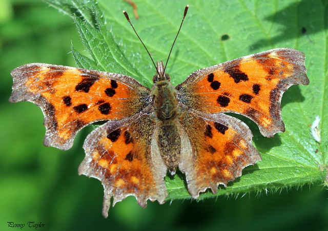Comma butterfly (Explored)