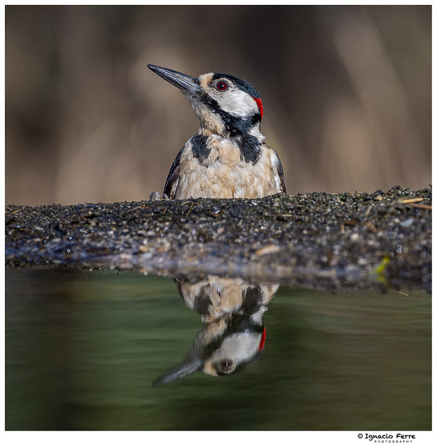 Woodpecker mirror