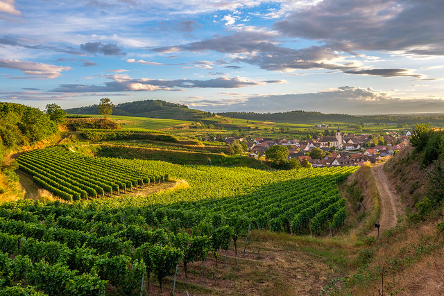 Kaiserstuhl summer vineyard idyll...