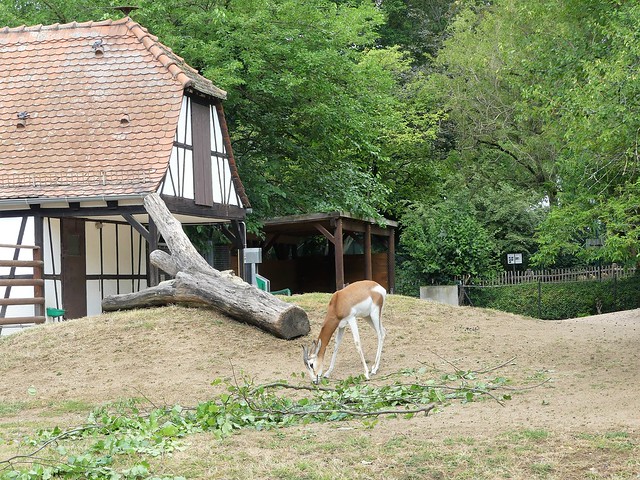 Zoo Frankfurt