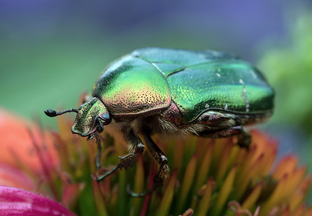 beetle in metallic finish