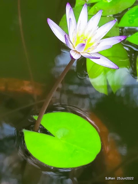 洛碁大飯店南港館(Water Lily at Greenworld Nangang branch), Taipei, Taiwan, SJKen, Jun 25, 2022.
