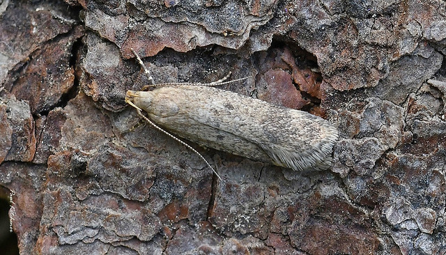 809 Pexicopia malvella (Hollyhock Seed Moth) - Gelechiidae