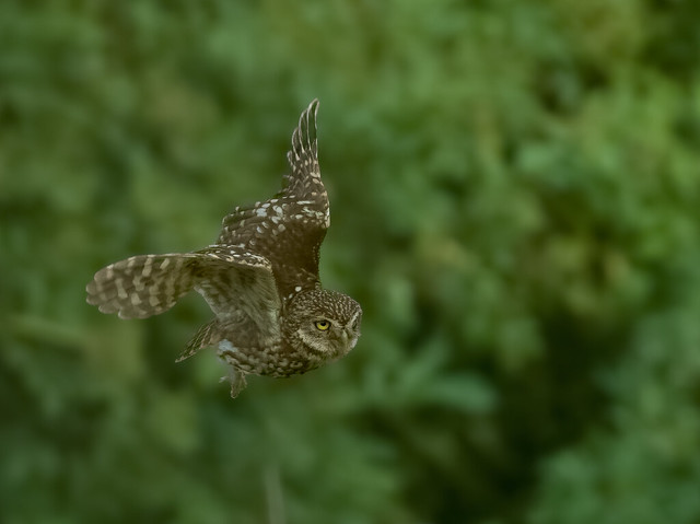 Little Owl in Flight - Steinkauz im Flug