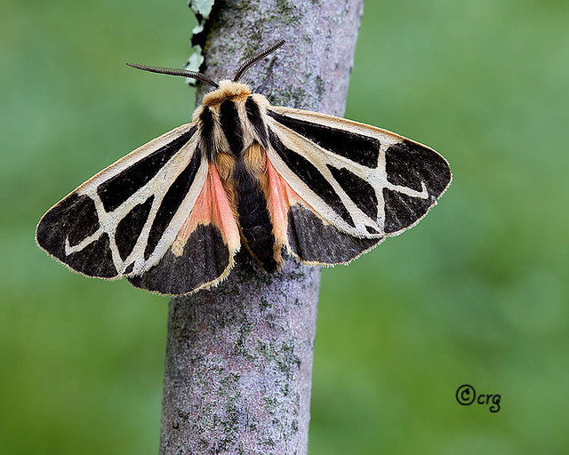 nais tiger moth