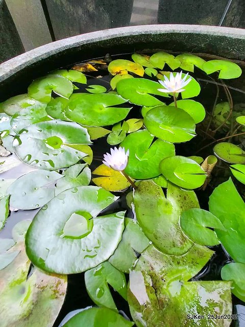 洛碁大飯店南港館(Water Lily at Greenworld Nangang branch), Taipei, Taiwan, SJKen, Jun 25, 2022.