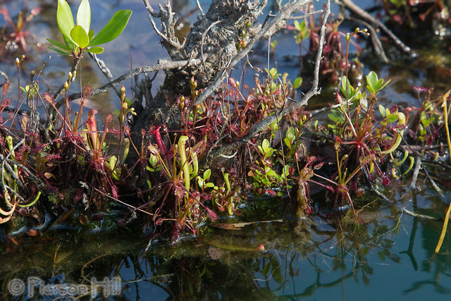 Gulf Sweet Pitcherplant (Sarracenia rubra ssp. gulfensis)
