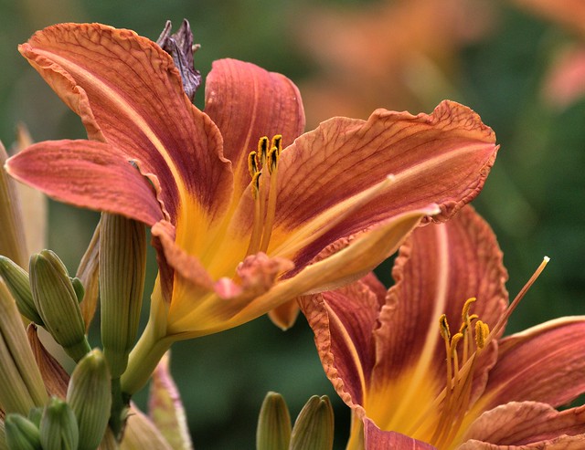 Day Lilies, Leicester Botanic Gardens
